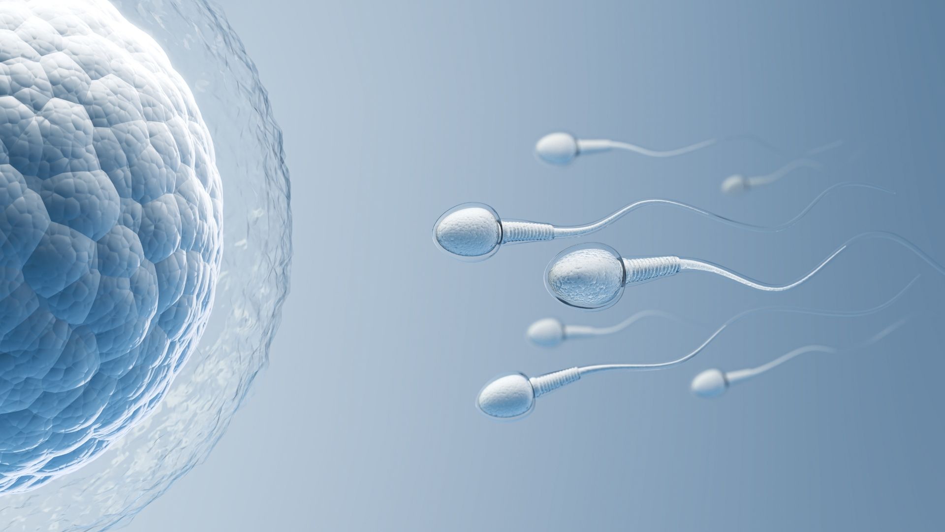 ¿Qué significan realmente los estudios de fertilidad? Guía completa para entender tus resultados y el camino hacia el embarazo